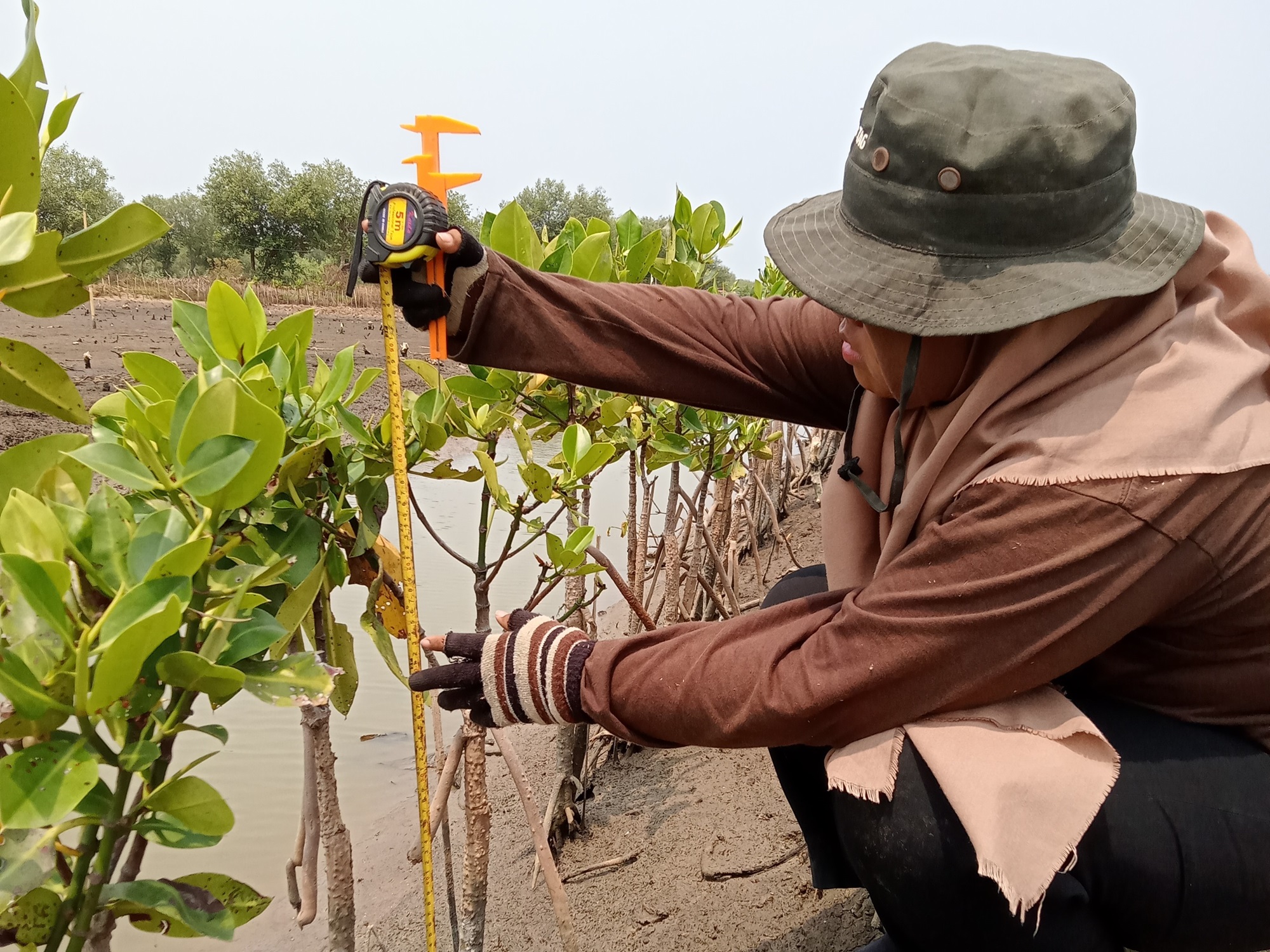 Bisa Hapus Jejak Emisi Karbon di Bumi, Hasil Pemantauan Mangrove Tag Oktober 2023: Persentase Kelulushidupan Bibit Mangrove Benih Baik dan Samudera Indonesia Peduli di SMC Jateng Capai 85,27%