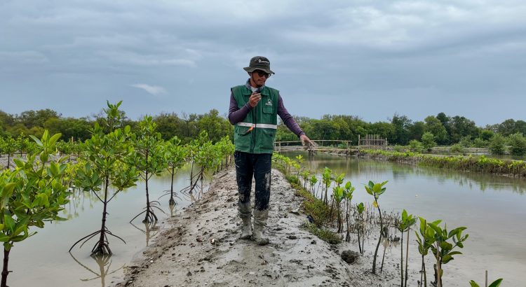 Proses Pemantauan Bulan ke-6 PT Widar Mandripa Nusantara 1