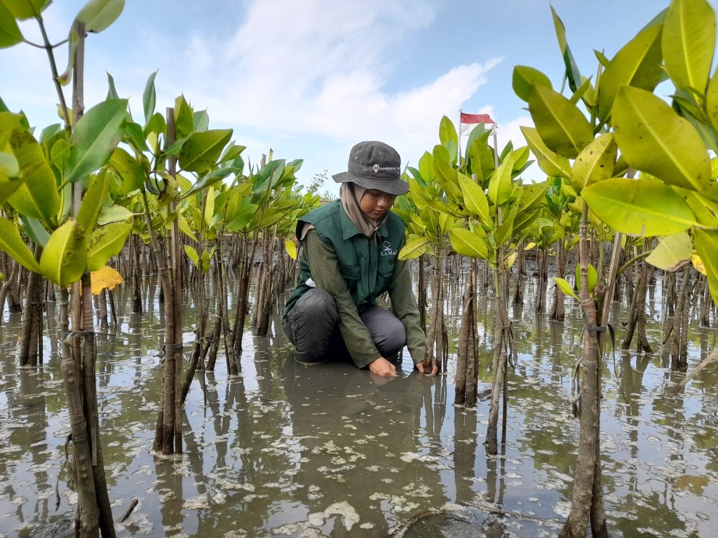 pemantauan-bibit-mangrove-tag