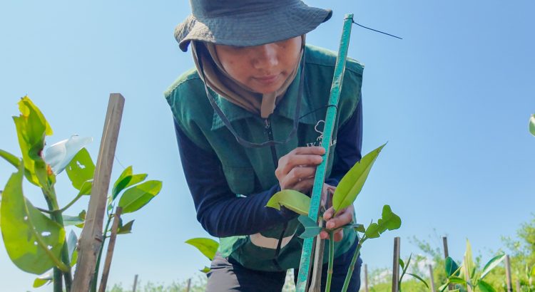 Carbon offset Indonesia berbasis mangrove bersama Mangrove Tag