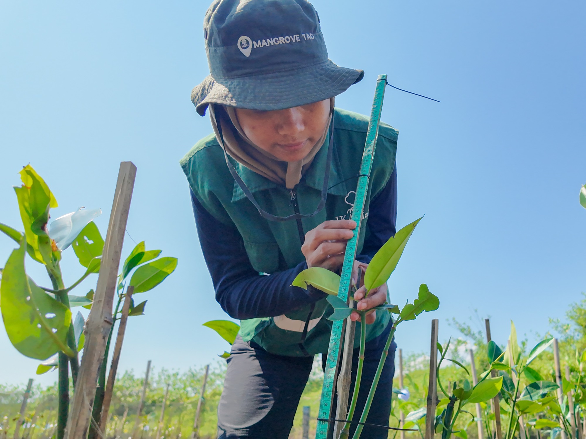 Carbon offset Indonesia berbasis mangrove bersama Mangrove Tag