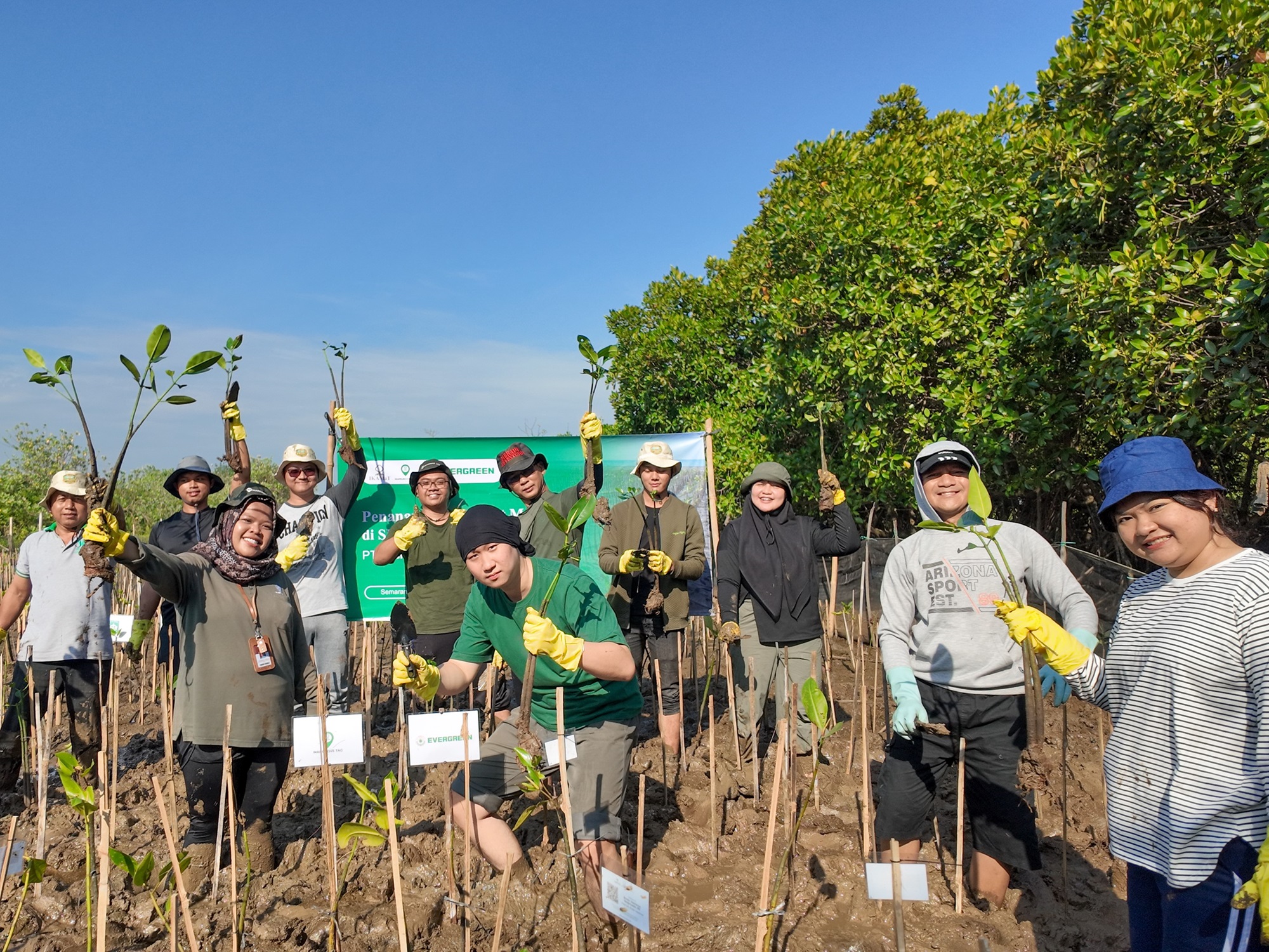 Penanaman mangrove Evergreen bersama Mangrove Tag di SMC Jateng Semarang