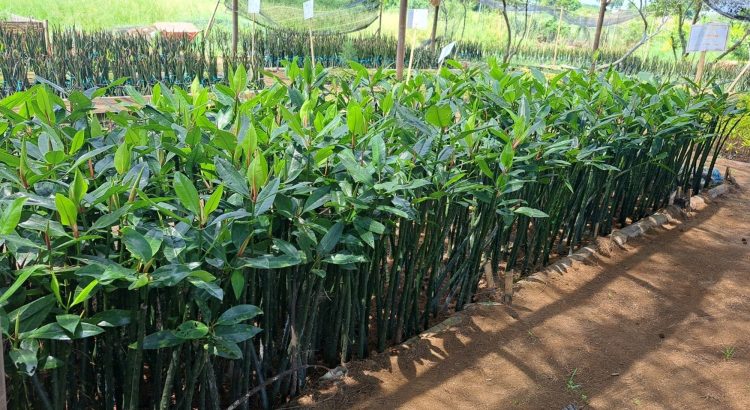 Cara membibitkan mangrove di bedeng persemaian untuk mendukung rehabilitasi ekosistem pesisir