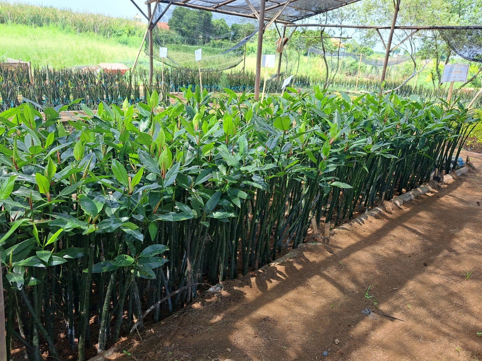 Cara membibitkan mangrove di bedeng persemaian untuk mendukung rehabilitasi ekosistem pesisir