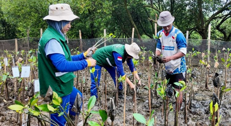 Cara menanam mangrove yang benar menggunakan bibit dan ajir bambu di kawasan rehabilitasi pesisir Indonesia