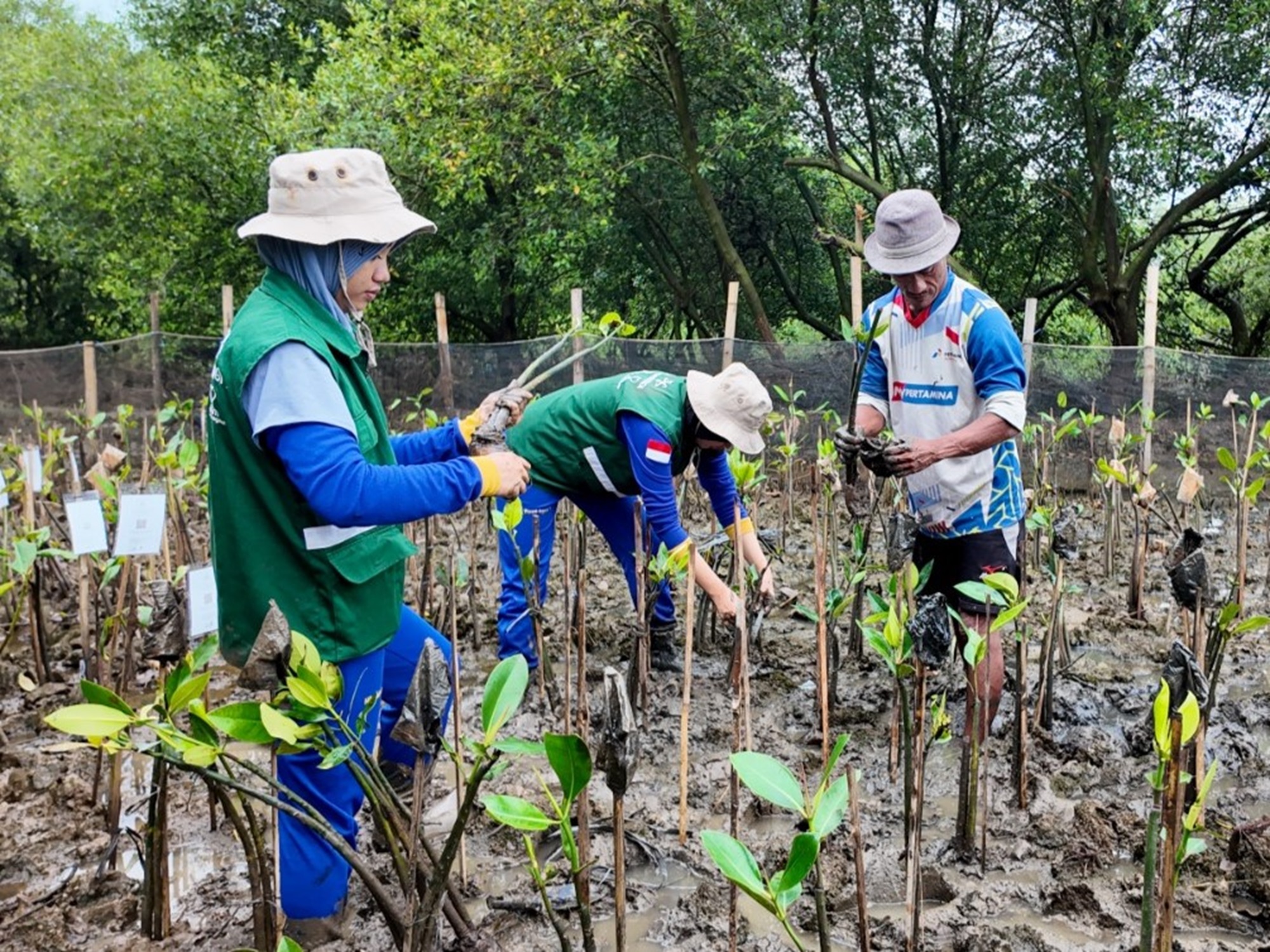 Cara menanam mangrove yang benar menggunakan bibit dan ajir bambu di kawasan rehabilitasi pesisir Indonesia