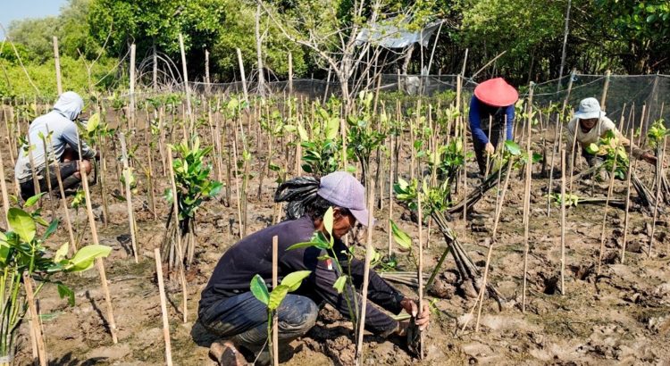 Cara menghitung karbon biru mangrove melalui pengukuran pohon dan pengambilan sampel sedimen di kawasan pesisir