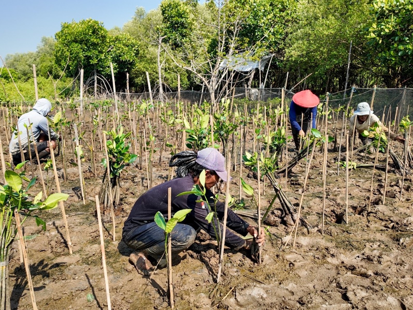 Cara menghitung karbon biru mangrove melalui pengukuran pohon dan pengambilan sampel sedimen di kawasan pesisir