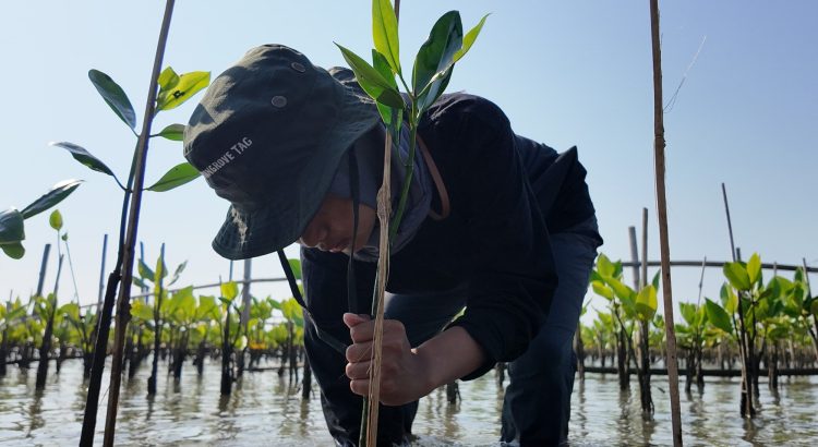 Cara menyulam mangrove dalam kegiatan pemantauan dan rehabilitasi pesisir