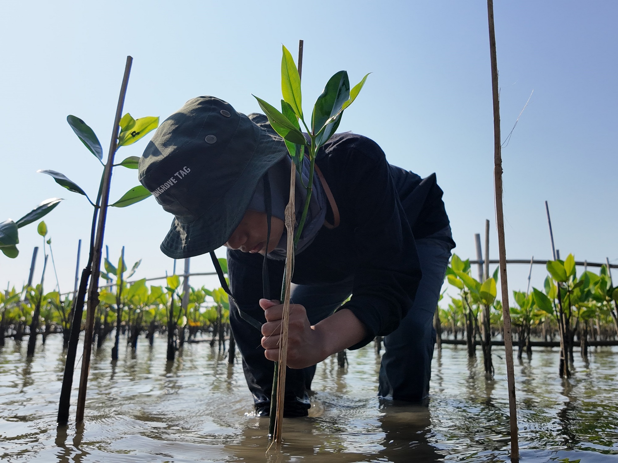 Cara menyulam mangrove dalam kegiatan pemantauan dan rehabilitasi pesisir