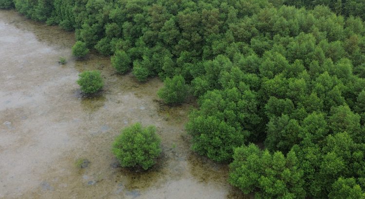 Hutan mangrove beserta fungsi, jenis, ciri-ciri, dan manfaatnya bagi bumi