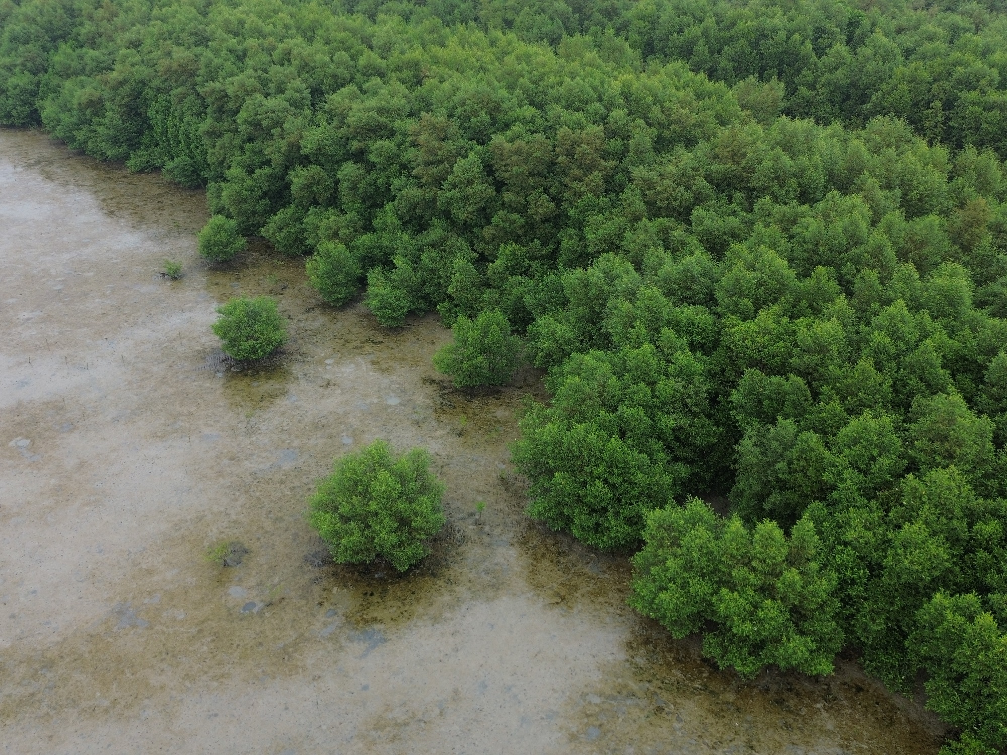 Hutan mangrove beserta fungsi, jenis, ciri-ciri, dan manfaatnya bagi bumi