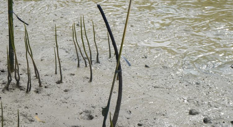 Bibit mangrove mati akibat kesalahan lokasi dan metode penanaman di kawasan pesisir