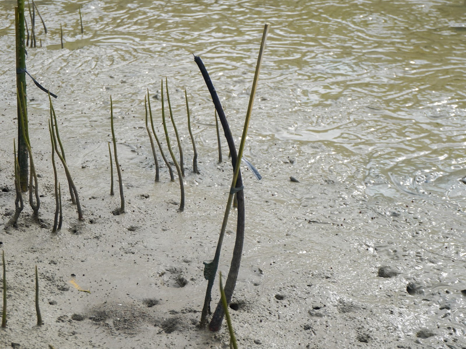 Bibit mangrove mati akibat kesalahan lokasi dan metode penanaman di kawasan pesisir