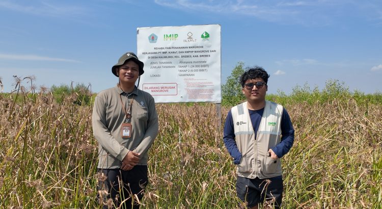 Pemantauan mangrove PT IMIP di Brebes dengan tingkat kelulushidupan 55,30 persen.