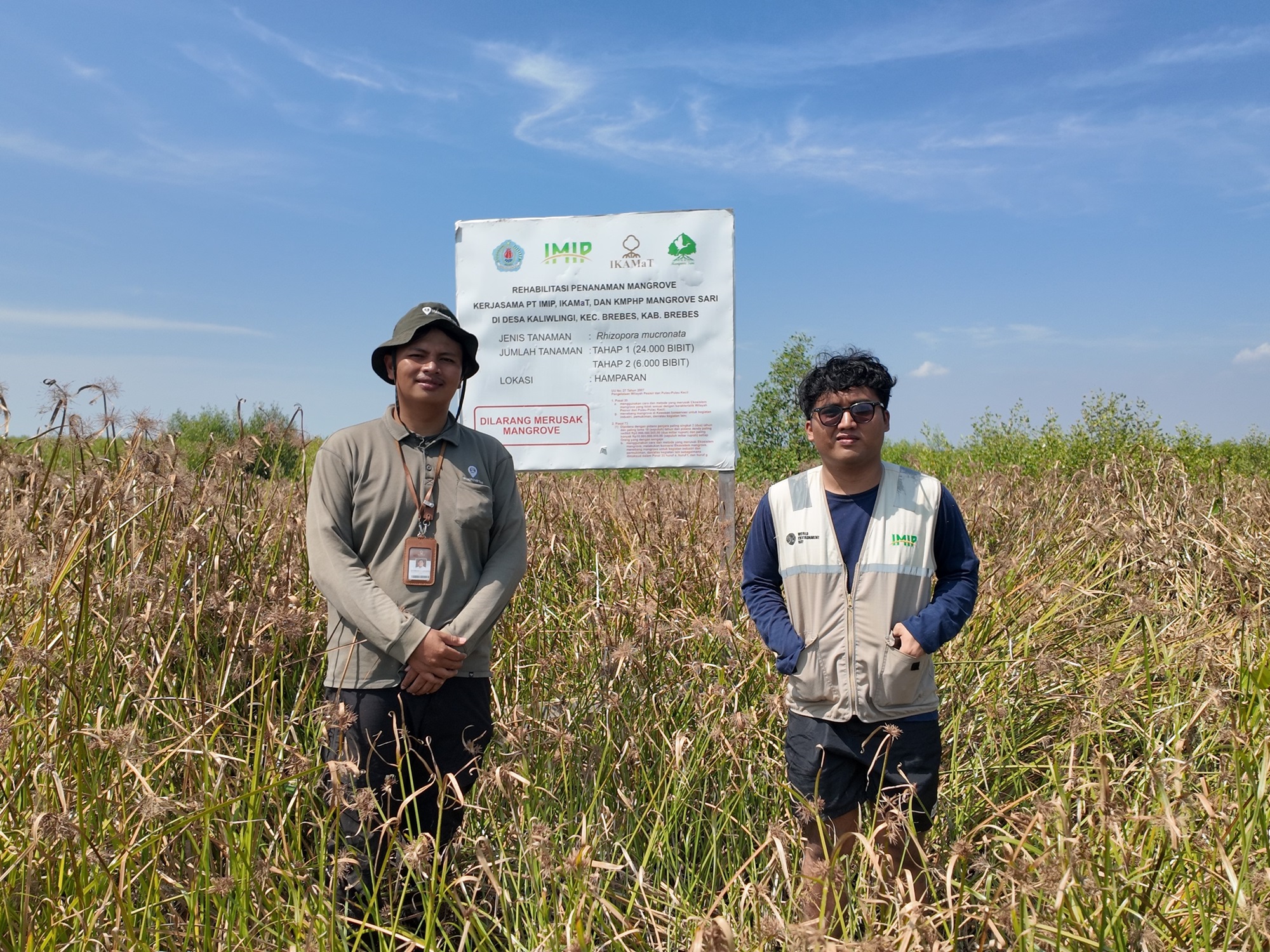 Pemantauan mangrove PT IMIP di Brebes dengan tingkat kelulushidupan 55,30 persen.