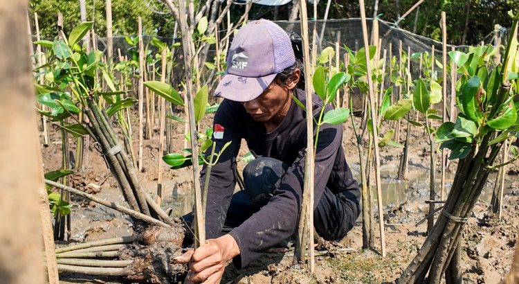 Pemantauan mangrove Semarang bulan ke-24 PT Permata Karya Jasa di SMC Jateng.