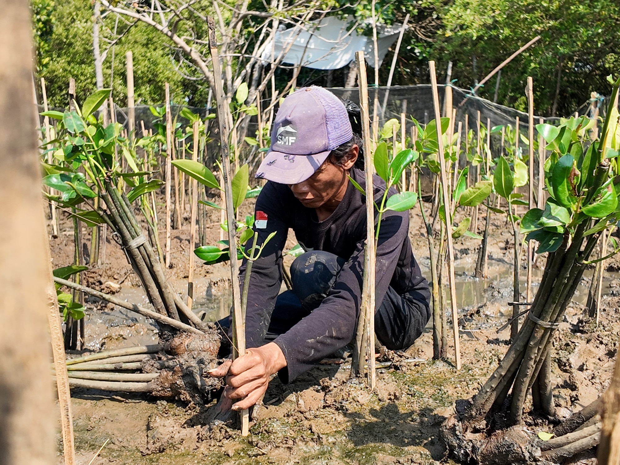 Pemantauan mangrove Semarang bulan ke-24 PT Permata Karya Jasa di SMC Jateng.