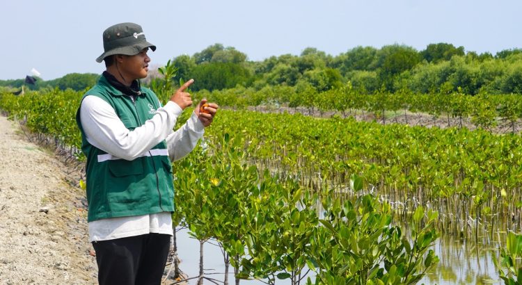 Pemantauan mangrove bulan ke-6 KPP Mining.