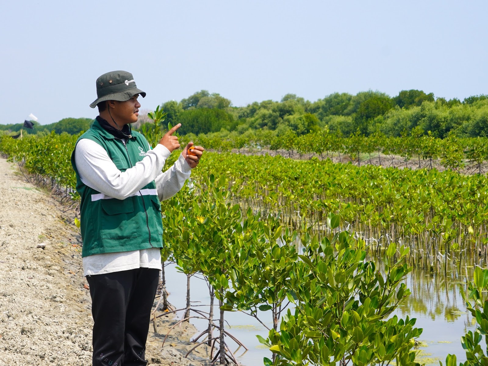 Pemantauan mangrove bulan ke-6 KPP Mining.