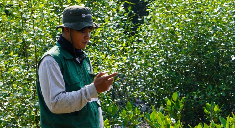 Pemantauan mangrove PT PGN di Bekasi dengan tingkat kelulushidupan rata-rata 66,18 persen.