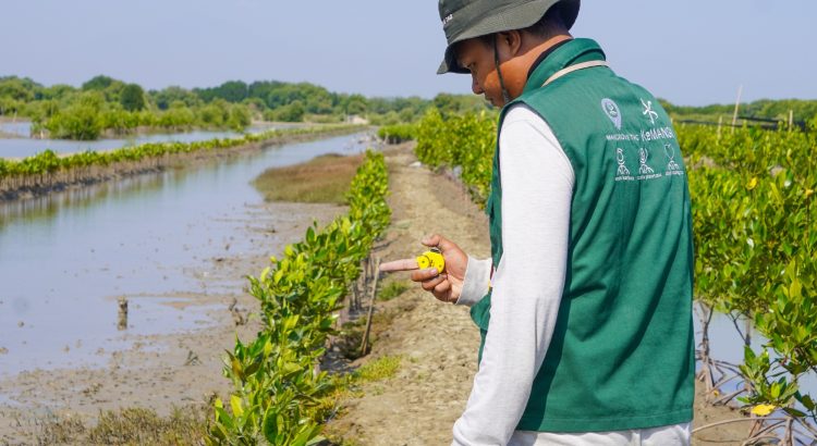 Pemantauan mangrove PT Widar Mandripa di Demak dengan tingkat kelulushidupan 100 persen.