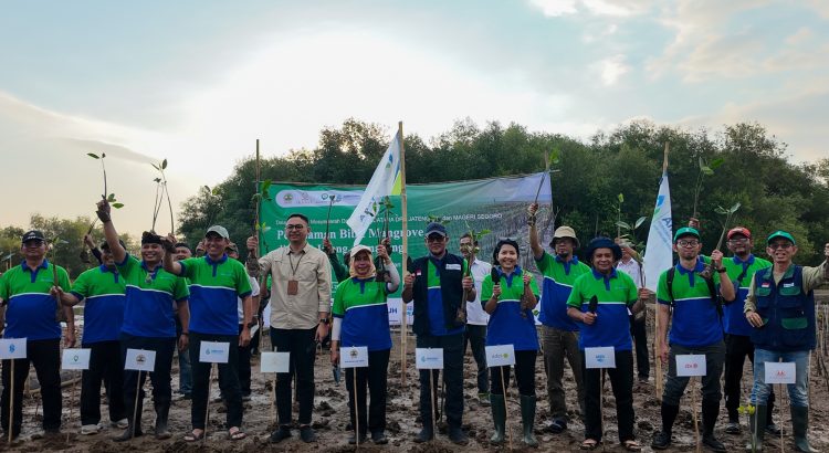 Penanaman dan pemantauan mangrove Semarang sebanyak 250 bibit bersama AMDATARA dan Mangrove Tag di SMC Jateng.