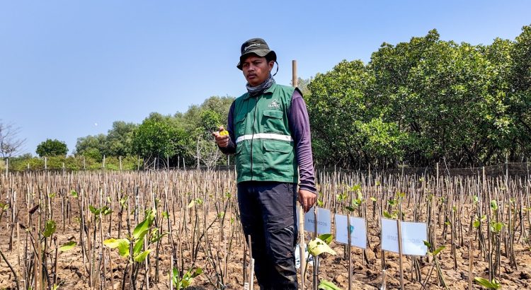 Rehabilitasi mangrove Accenture Semarang melalui pemantauan bibit di SMC Jateng Semarang.