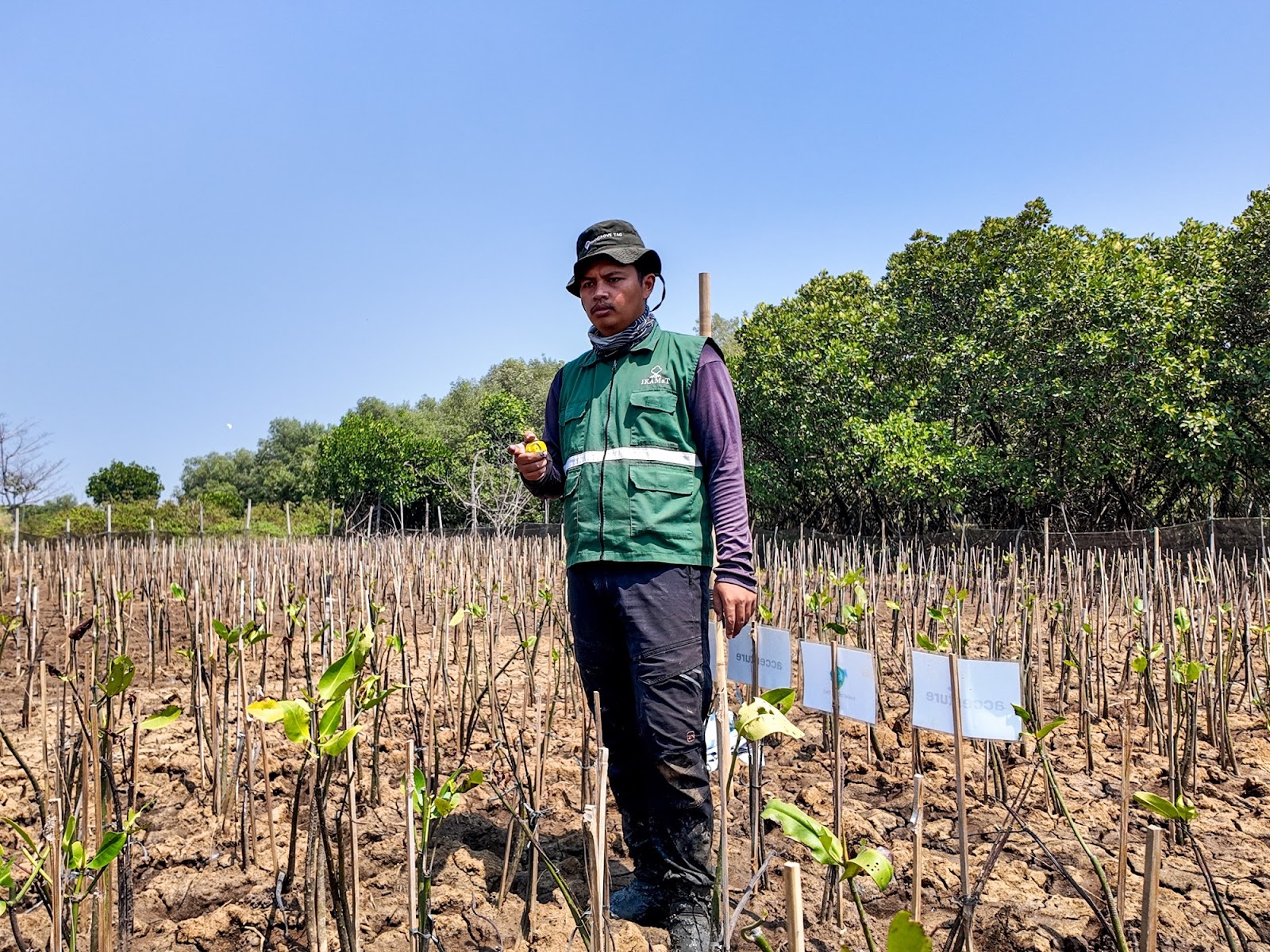 Rehabilitasi mangrove Accenture Semarang melalui pemantauan bibit di SMC Jateng Semarang.