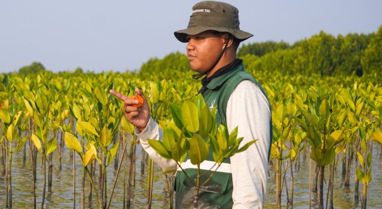 Pemantauan mangrove PT PGN di Bekasi bulan ke-9 dengan kelulushidupan 82,34 persen.