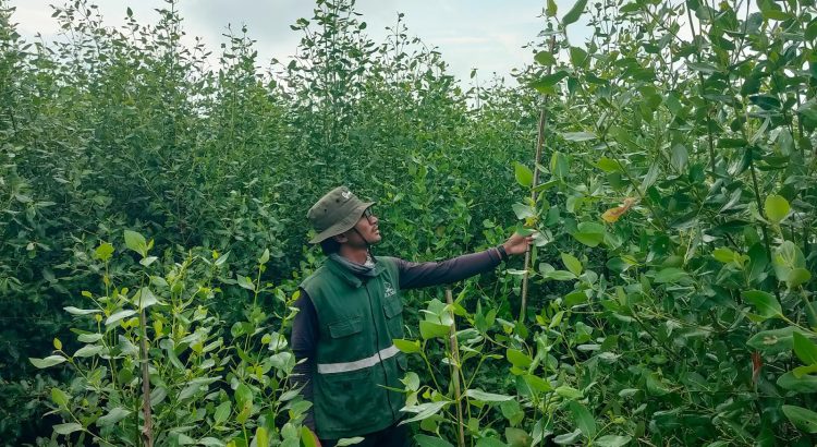 Pemantauan mangrove PT PGN di Lampung Timur bulan ke-9 dengan kelulushidupan 92,84 persen.