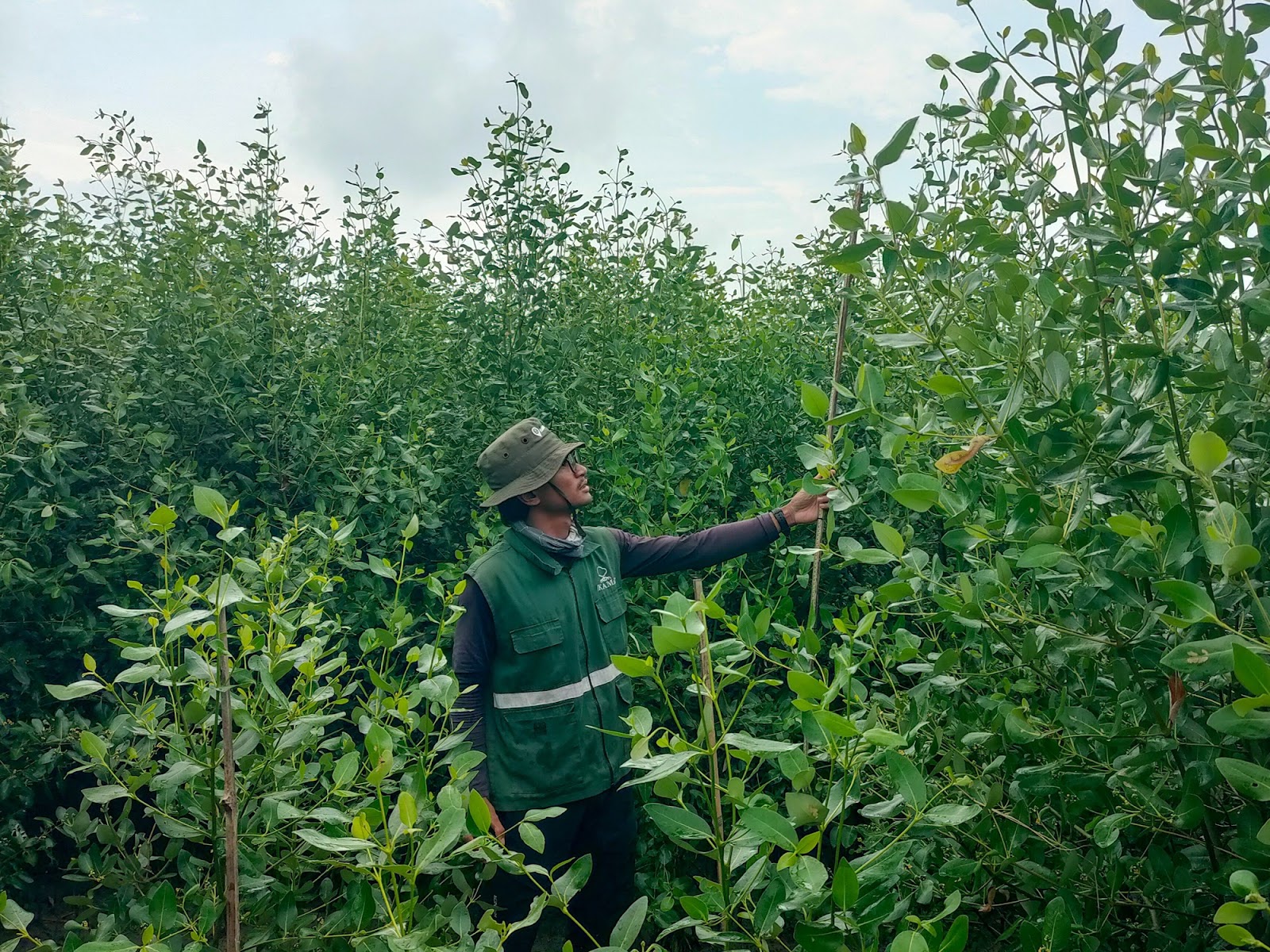 Pemantauan mangrove PT PGN di Lampung Timur bulan ke-9 dengan kelulushidupan 92,84 persen.