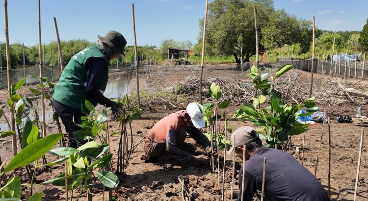 Pemantauan mangrove PT Elnusa di SMC Jateng Semarang sebelum tindakan relokasi bibit