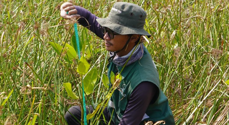Pemantauan mangrove PT IMIP di Brebes pada bulan ke-12 dengan kelulushidupan 51,59 persen.