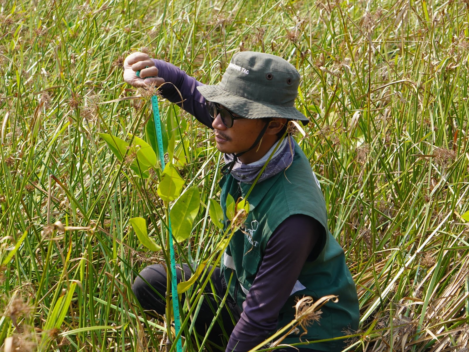 Pemantauan mangrove PT IMIP di Brebes pada bulan ke-12 dengan kelulushidupan 51,59 persen.