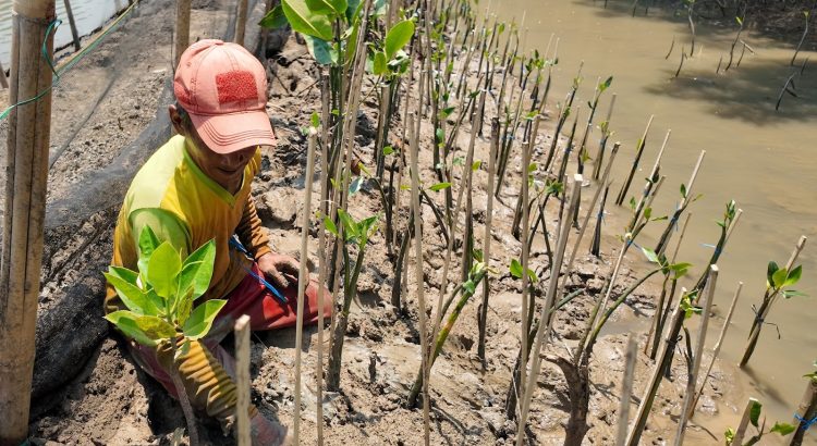 Program Tanam Pantau PT PGN bersama Mangrove Tag di SMC Jateng Semarang.