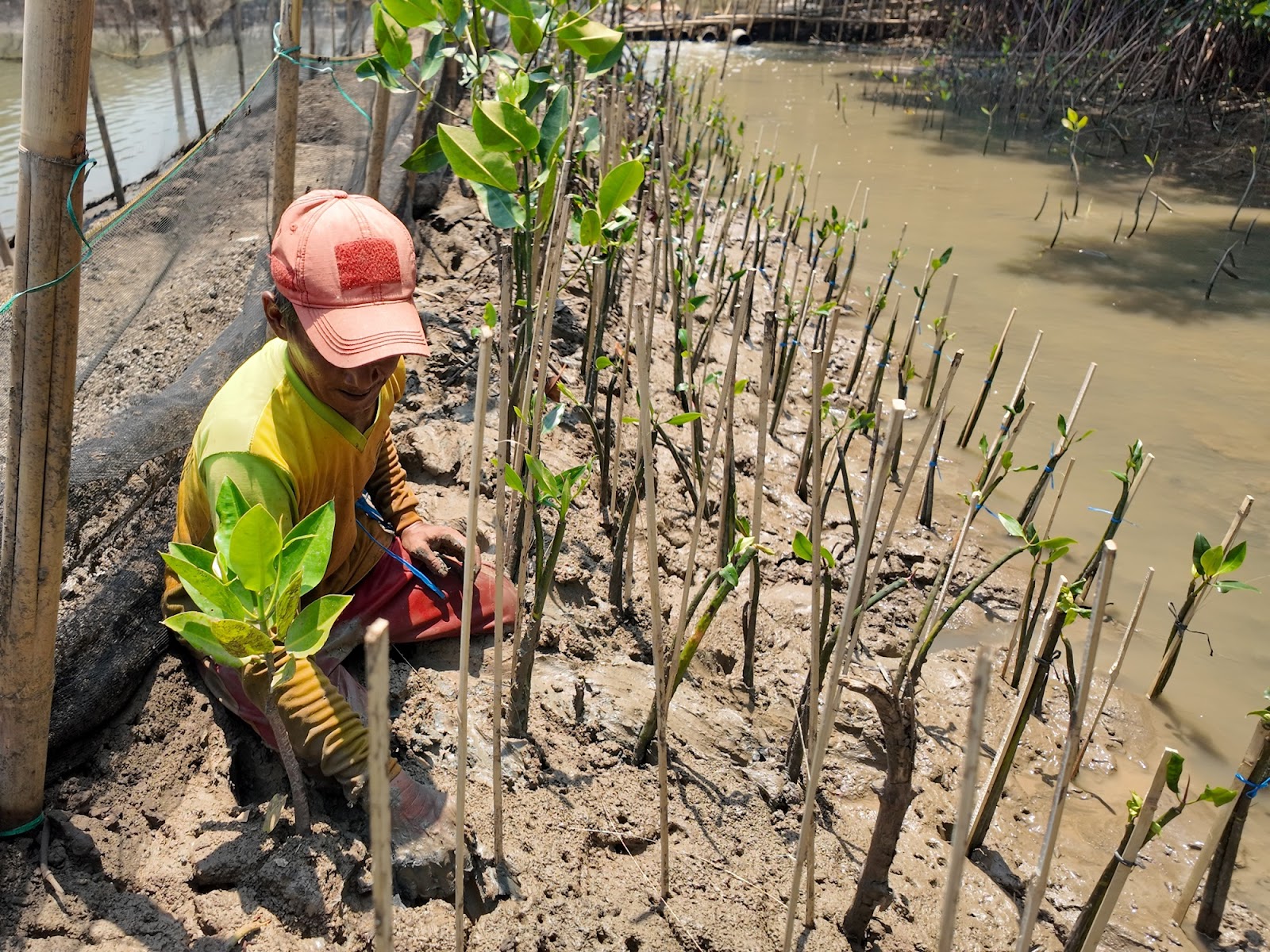 Program Tanam Pantau PT PGN bersama Mangrove Tag di SMC Jateng Semarang.